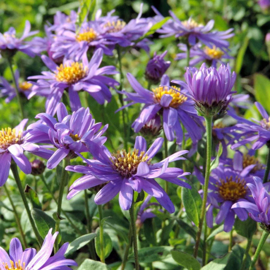 plantes-vivaces-aster-frikartii-jungfrau-aster-d-ete-en-vente-aster-de-frikart-en-vente-pepiniere-lepage-