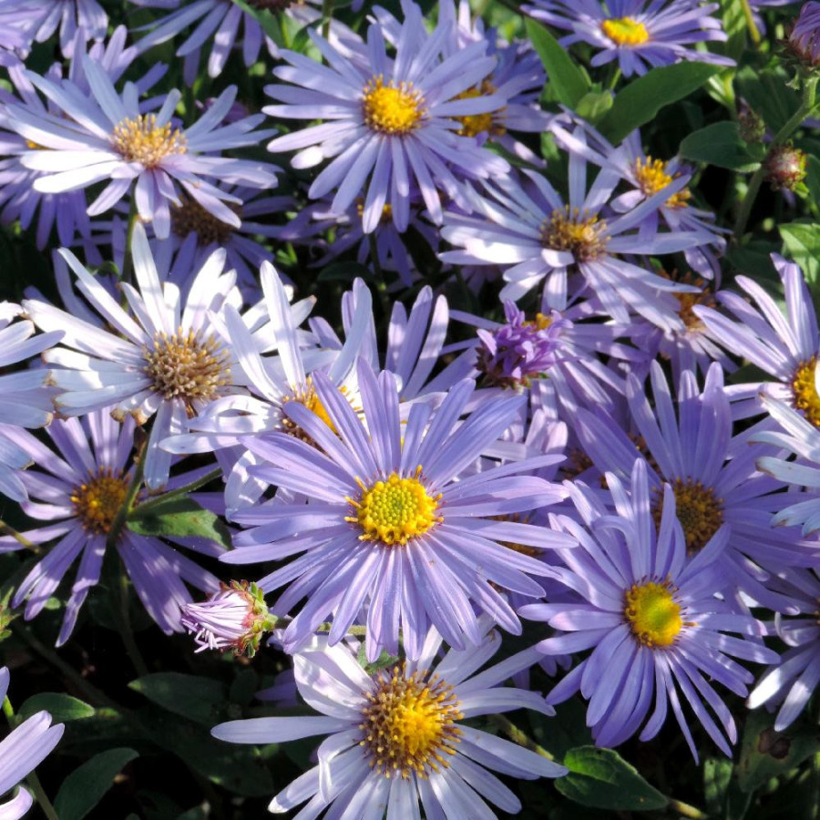 plantes-vivaces-aster-frikartii-monch-aster-d-ete-en-vente-aster-de-frikart-en-vente-pepiniere-lepage-