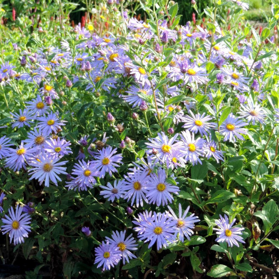 plantes-vivaces-aster-frikartii-monch-aster-d-ete-en-vente-aster-de-frikart-en-vente-pepiniere-lepage-