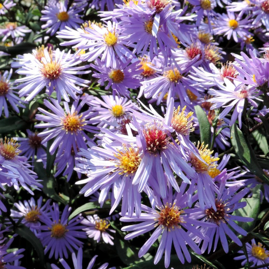 plantes-vivaces-aster-laevis-calliope-aster-d-automne-en-vente-pepiniere-lepage-