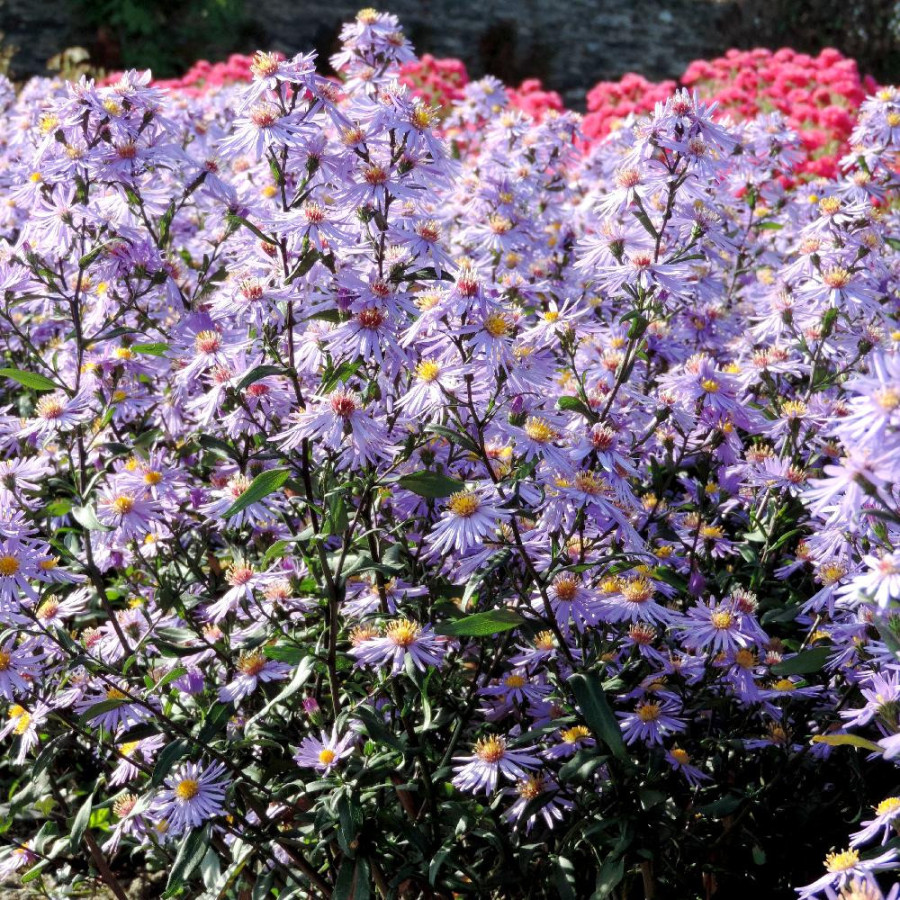 plantes-vivaces-aster-laevis-calliope-aster-d-automne-en-vente-pepiniere-lepage-