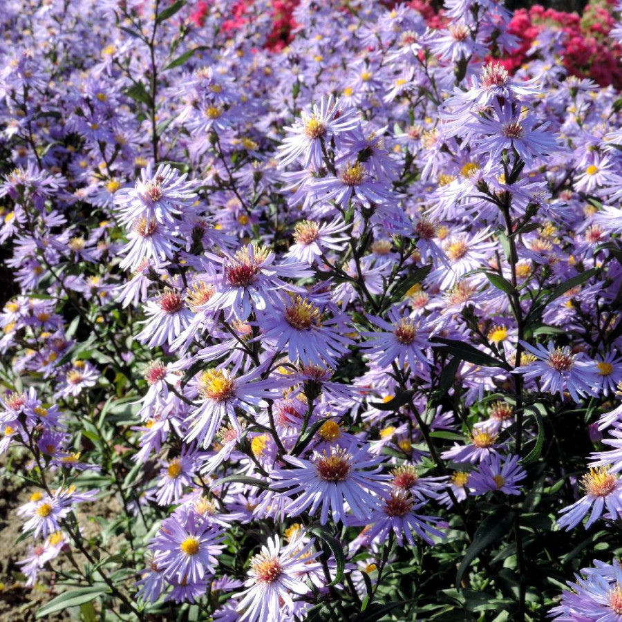 plantes-vivaces-aster-laevis-calliope-aster-d-automne-en-vente-pepiniere-lepage-