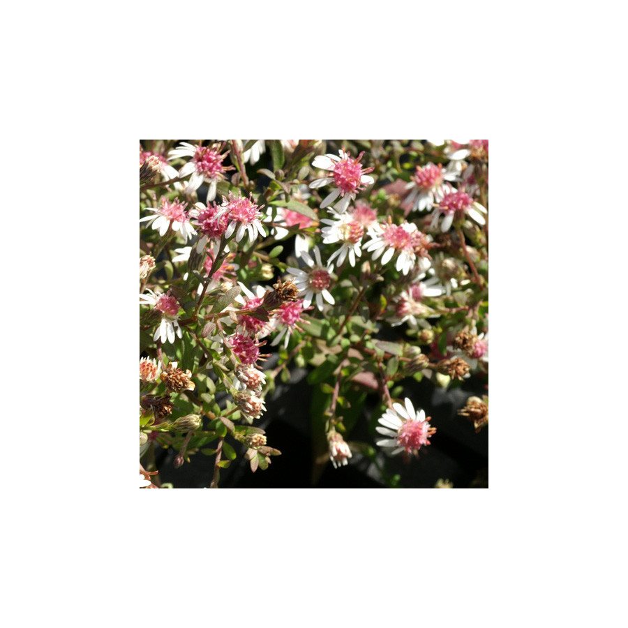 Plantes Vivaces ASTER lateriflorus 'Horizontalis' - Aster d'automne en vente - Pépinière Lepage .
