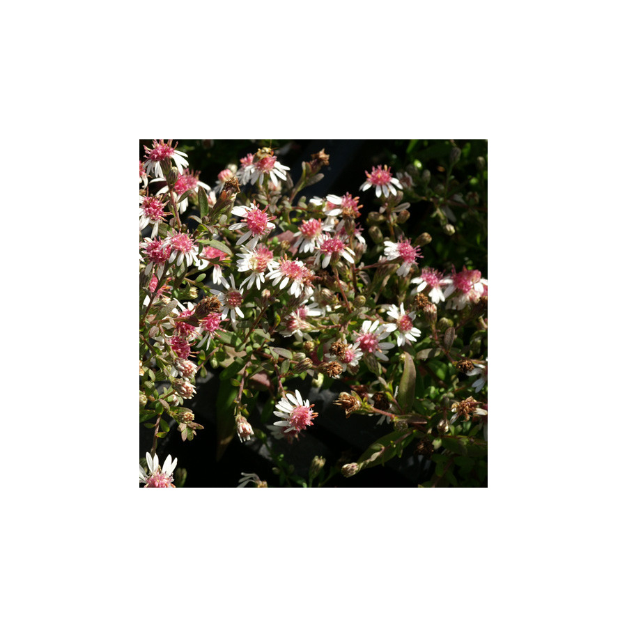 Plantes Vivaces ASTER lateriflorus 'Horizontalis' - Aster d'automne en vente - Pépinière Lepage .