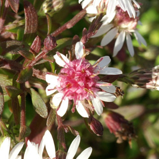 Plantes Vivaces ASTER lateriflorus 'Horizontalis' - Aster d'automne en vente - Pépinière Lepage .