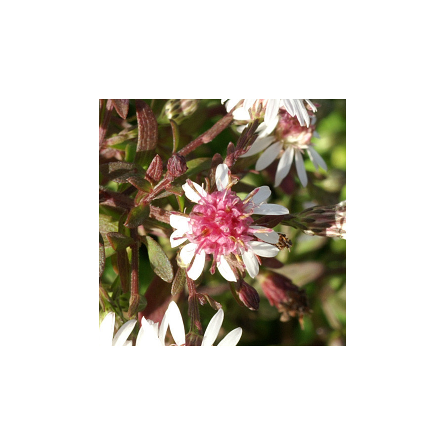 Plantes Vivaces ASTER lateriflorus 'Horizontalis' - Aster d'automne en vente - Pépinière Lepage .