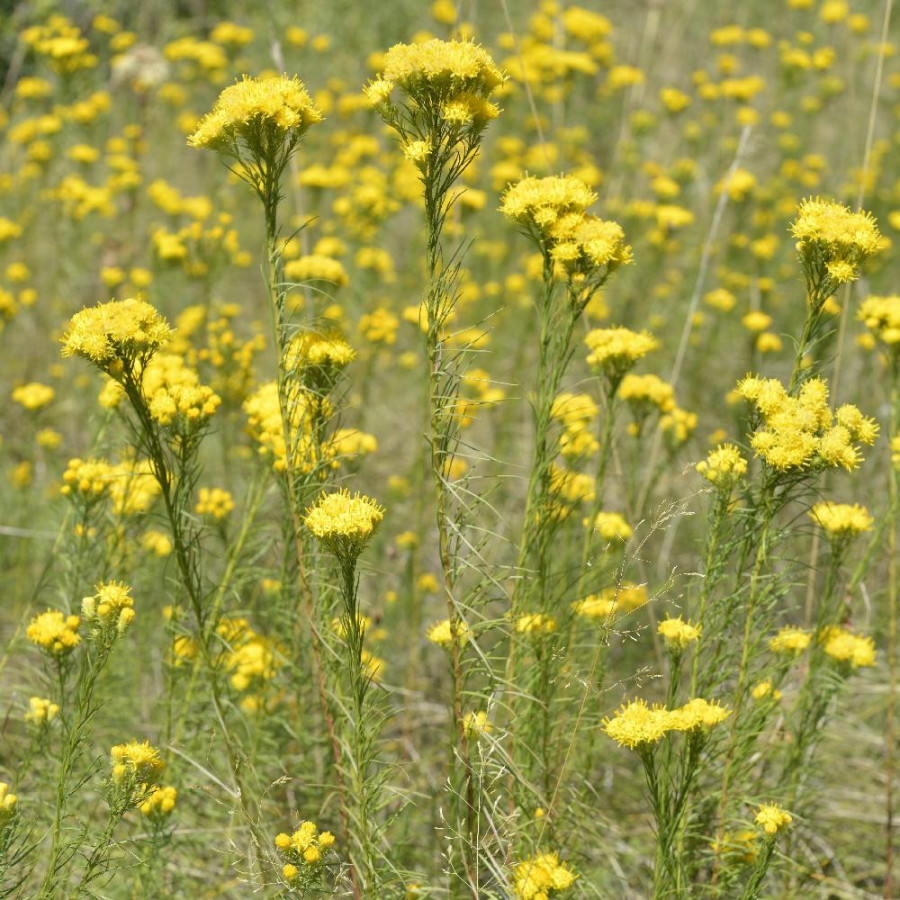 Plantes Vivaces ASTER linosyris - Aster d'été en vente - Pépinière Lepage .