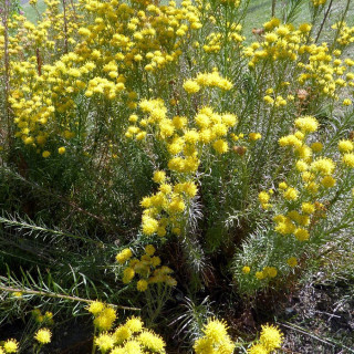 Plantes Vivaces ASTER linosyris - Aster d'été en vente - Pépinière Lepage .