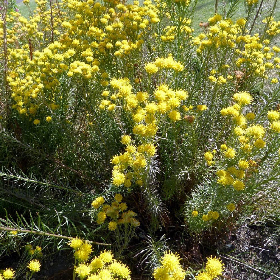 Plantes Vivaces ASTER linosyris - Aster d'été en vente - Pépinière Lepage .