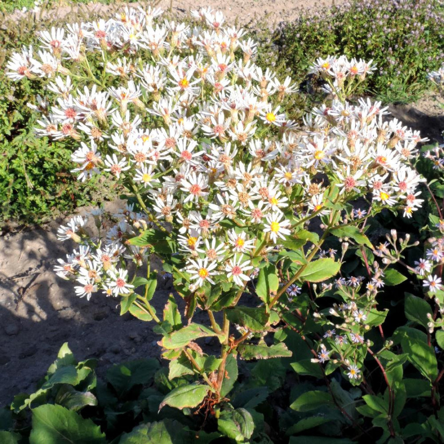 ASTER macrophyllus