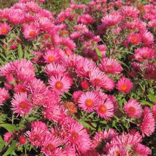 plantes-vivaces-aster-na-andenken-an-alma-potschke-aster-d-automne-en-vente-aster-de-nouvelle-angleterre-en-vente-pepiniere-lepa