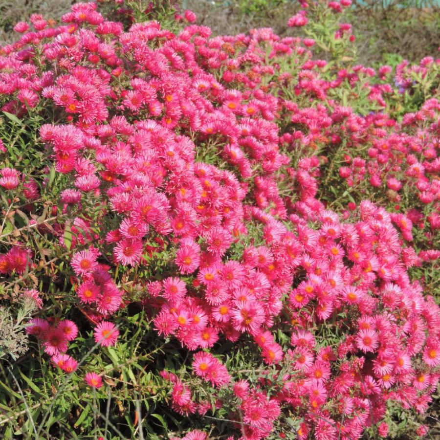 Plantes Vivaces ASTER na 'Andenken an Alma Pötschke' - Aster d'automne en vente - Aster de Nouvelle Angleterre en vente - Pépini