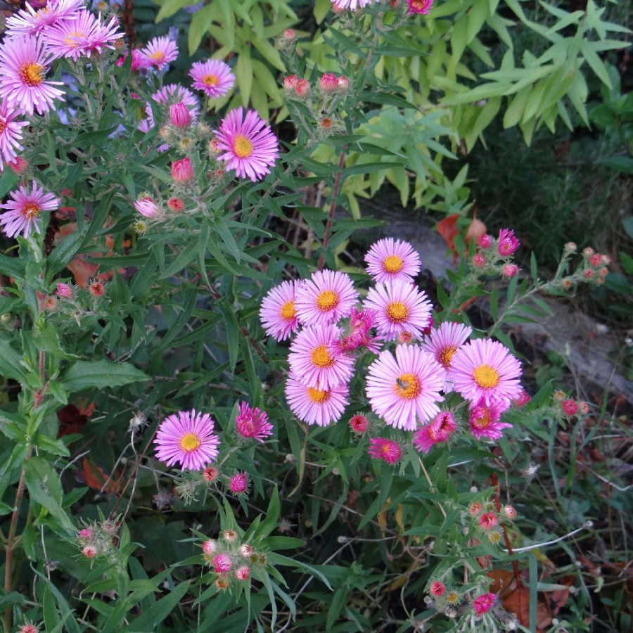 Plantes Vivaces ASTER na 'Andenken an Paul Gerber' - Aster d'automne en vente - Aster de Nouvelle Angleterre en vente - Pépinièr