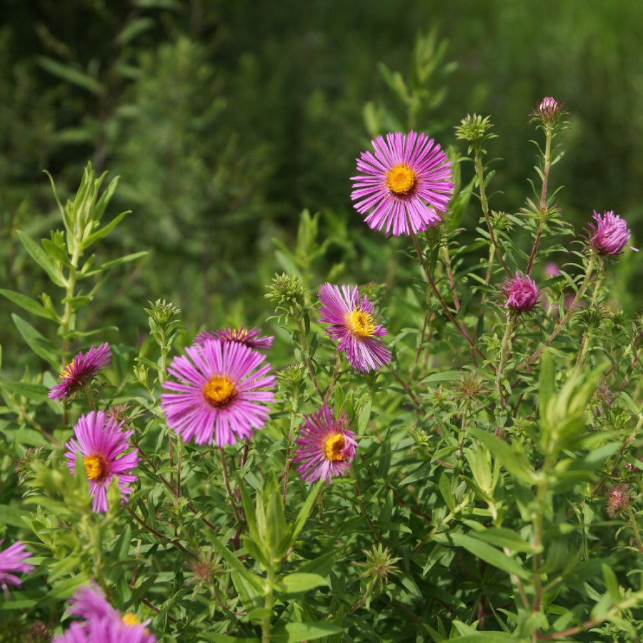 Plantes Vivaces ASTER na 'Andenken an Paul Gerber' - Aster d'automne en vente - Aster de Nouvelle Angleterre en vente - Pépinièr