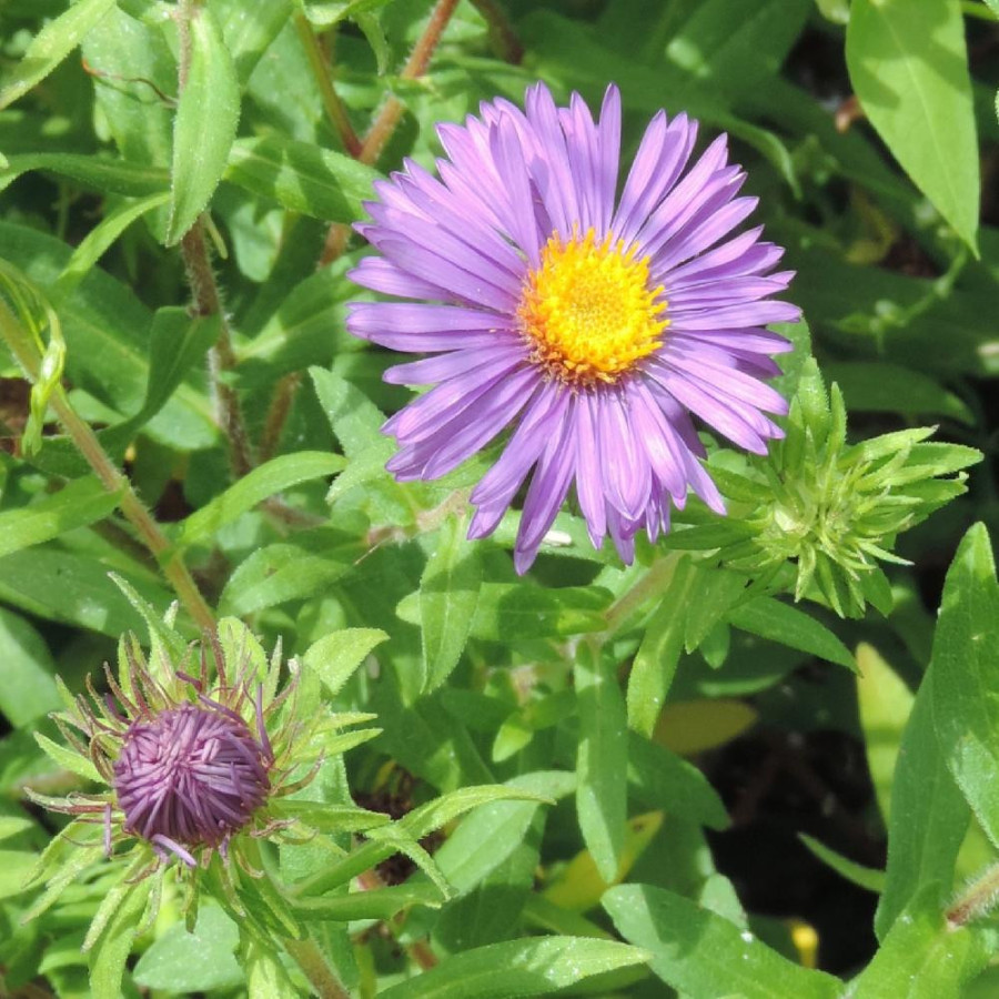 ASTER na 'Barr's Blue'