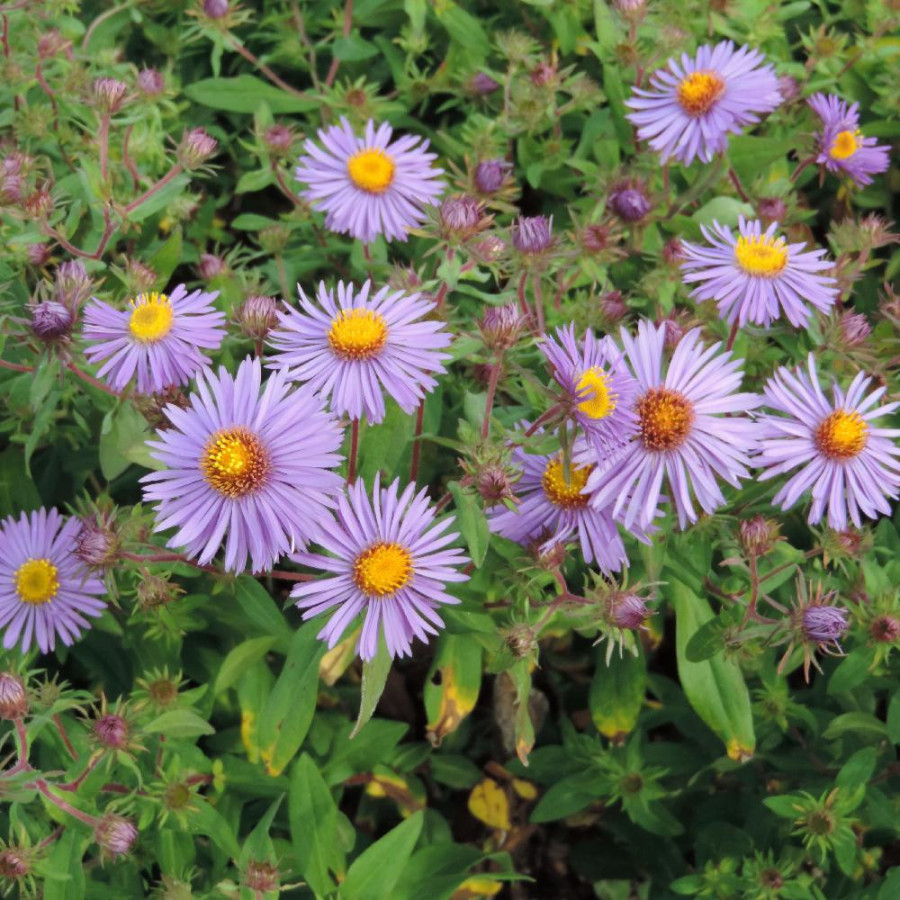 ASTER na 'Barr's Blue'