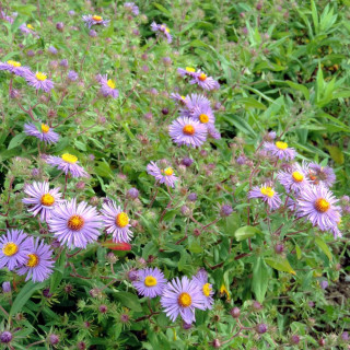 ASTER na 'Barr's Blue'