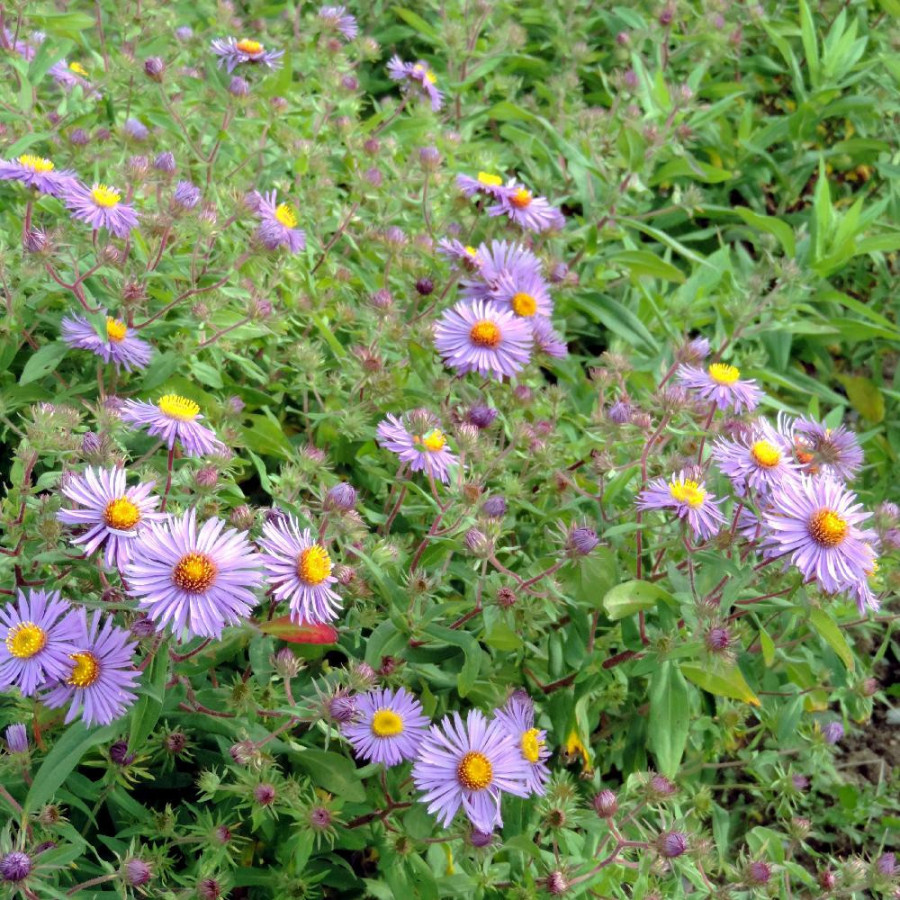 ASTER na 'Barr's Blue'