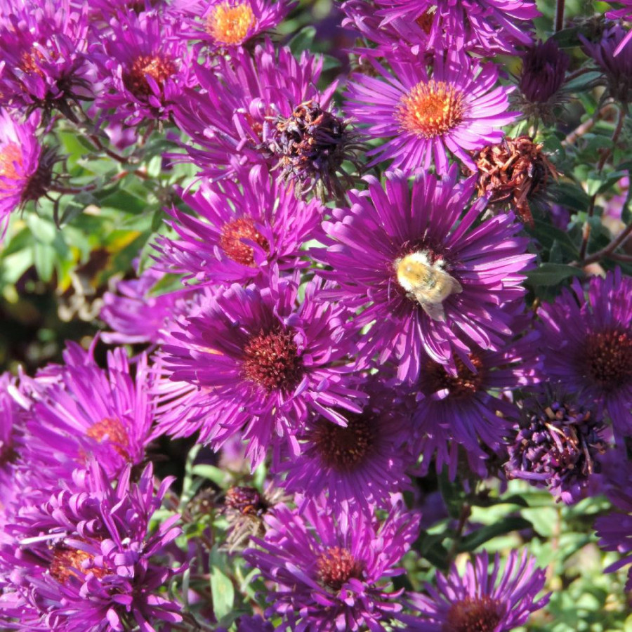 Plantes Vivaces ASTER na 'Helen Picton' - Aster d'automne en vente - Aster de Nouvelle Angleterre en vente - Pépinière Lepage .