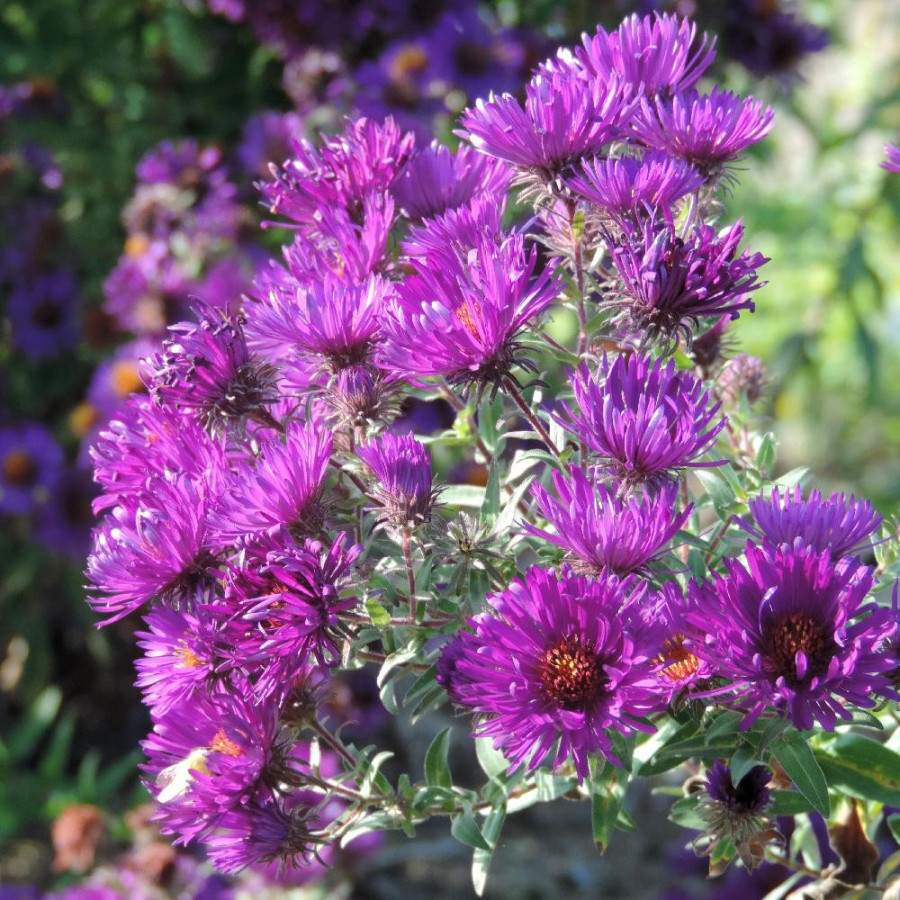 Plantes Vivaces ASTER na 'Helen Picton' - Aster d'automne en vente - Aster de Nouvelle Angleterre en vente - Pépinière Lepage .
