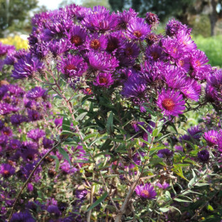 Plantes Vivaces ASTER na 'Helen Picton' - Aster d'automne en vente - Aster de Nouvelle Angleterre en vente - Pépinière Lepage .