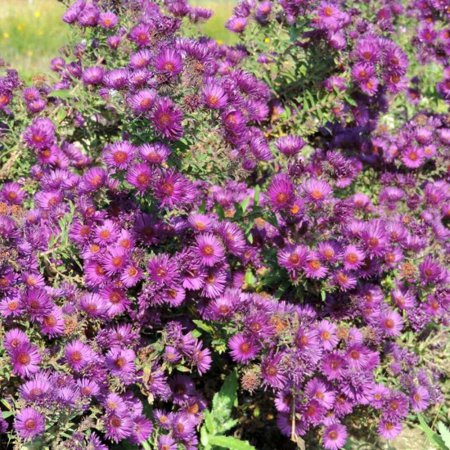 Plantes Vivaces ASTER na 'Helen Picton' - Aster d'automne en vente - Aster de Nouvelle Angleterre en vente - Pépinière Lepage .
