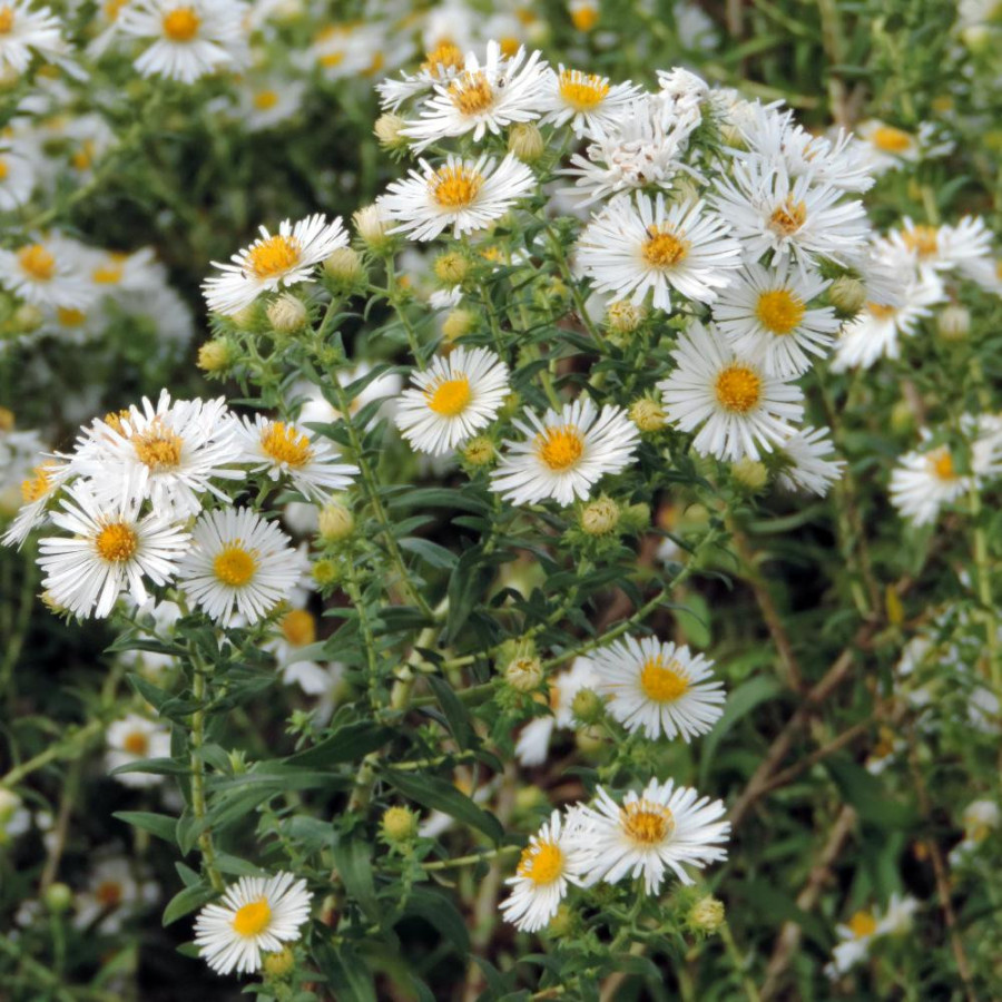 Plantes Vivaces ASTER na 'Herbstschnee' - Aster d'automne en vente - Aster de Nouvelle Angleterre en vente - Pépinière Lepage .