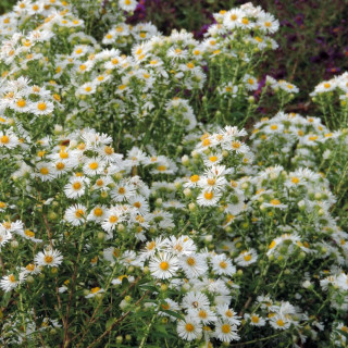 Plantes Vivaces ASTER na 'Herbstschnee' - Aster d'automne en vente - Aster de Nouvelle Angleterre en vente - Pépinière Lepage .