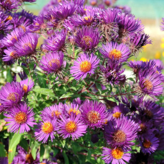 plantes-vivaces-aster-na-marina-wolkonsky-aster-d-automne-en-vente-aster-de-nouvelle-angleterre-en-vente-pepiniere-lepage-