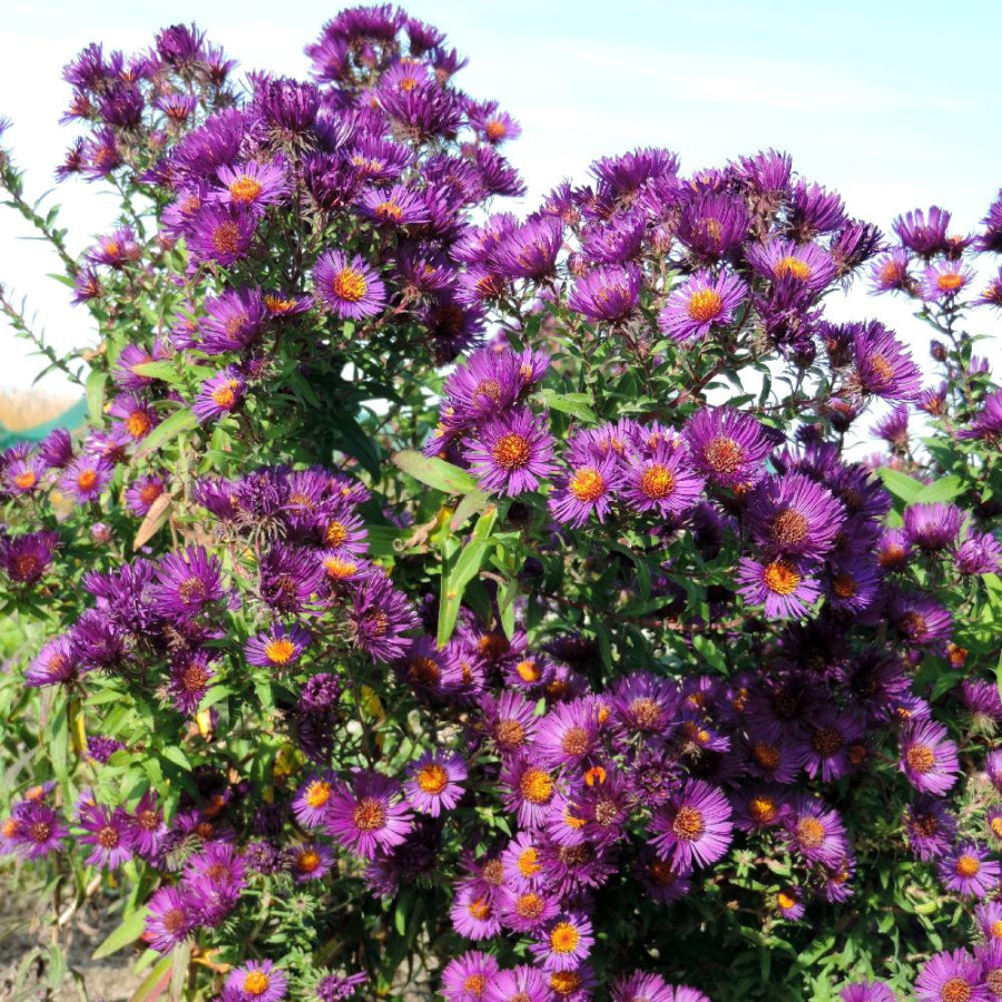 Plantes Vivaces ASTER na 'Marina Wolkonsky' - Aster d'automne en vente - Aster de Nouvelle Angleterre en vente - Pépinière Lepag