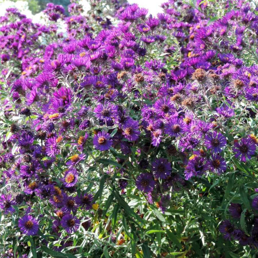 Plantes Vivaces ASTER na 'Marina Wolkonsky' - Aster d'automne en vente - Aster de Nouvelle Angleterre en vente - Pépinière Lepag