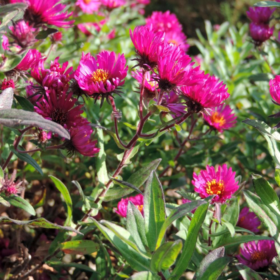 Plantes Vivaces ASTER na 'Septemberrubin' - Aster d'automne en vente - Aster de Nouvelle Angleterre en vente - Pépinière Lepage 