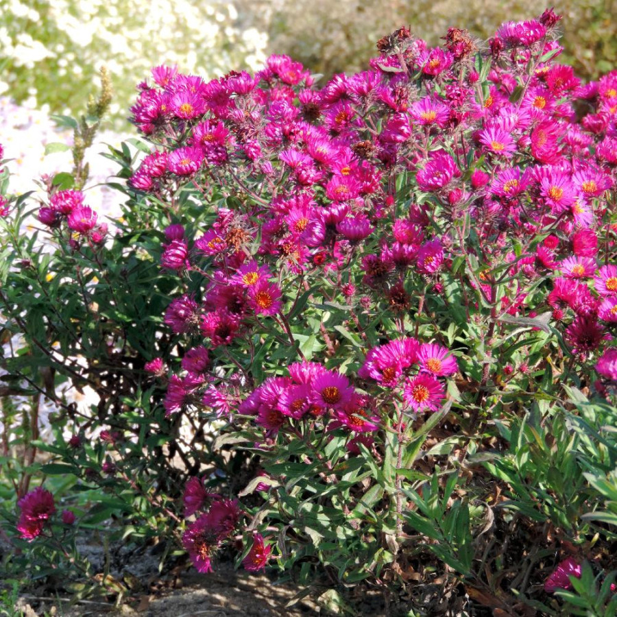 Plantes Vivaces ASTER na 'Septemberrubin' - Aster d'automne en vente - Aster de Nouvelle Angleterre en vente - Pépinière Lepage 