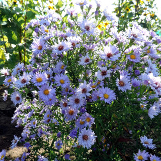 Plantes Vivaces ASTER nb 'Audrey' - Aster d'automne en vente - Aster de Nouvelle Belgique en vente - Pépinière Lepage .