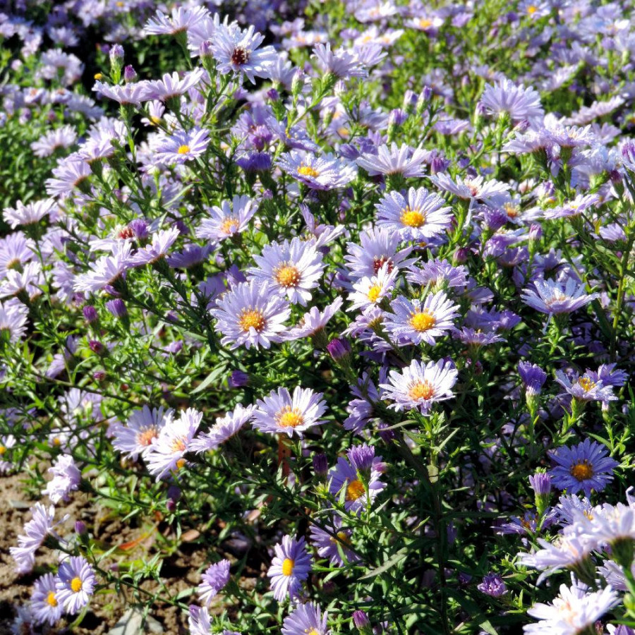 Plantes Vivaces ASTER nb 'Audrey' - Aster d'automne en vente - Aster de Nouvelle Belgique en vente - Pépinière Lepage .