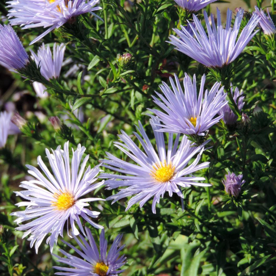 Plantes Vivaces ASTER nb 'Blue Radiance' - Aster d'automne en vente - Aster de Nouvelle Belgique en vente - Pépinière Lepage .