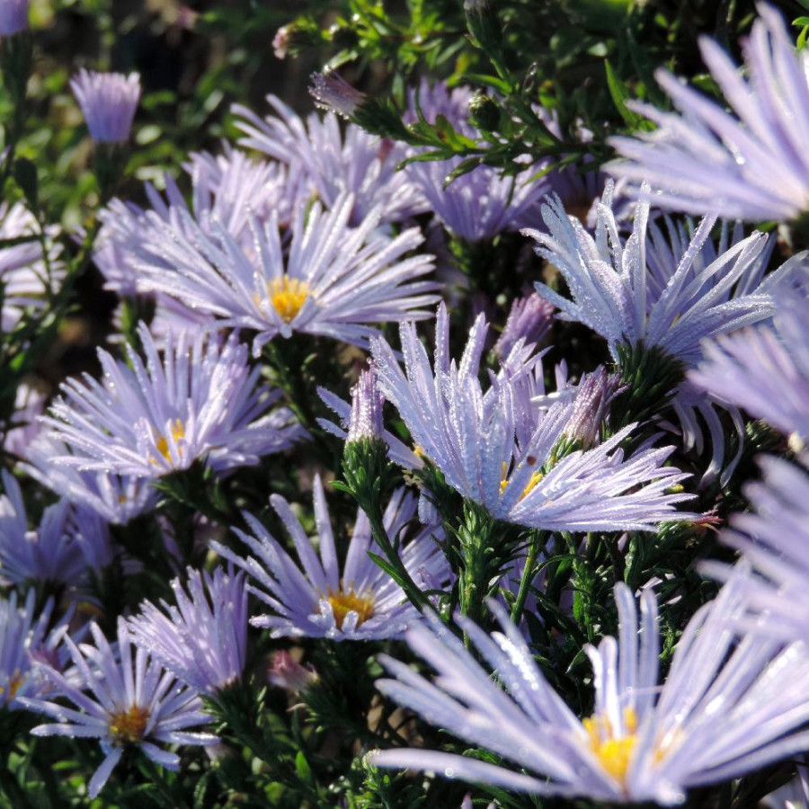 Plantes Vivaces ASTER nb 'Blue Radiance' - Aster d'automne en vente - Aster de Nouvelle Belgique en vente - Pépinière Lepage .