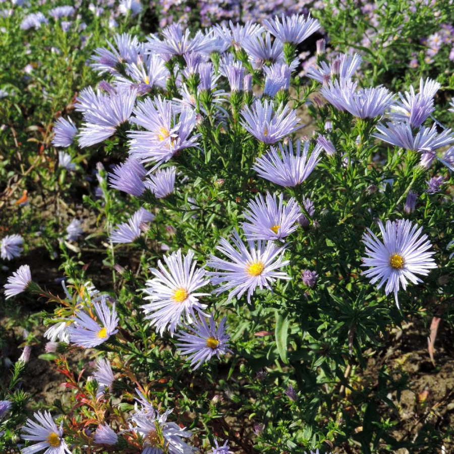 Plantes Vivaces ASTER nb 'Blue Radiance' - Aster d'automne en vente - Aster de Nouvelle Belgique en vente - Pépinière Lepage .