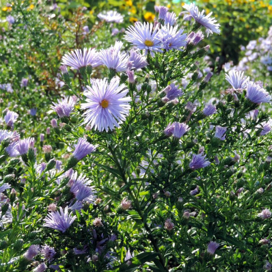 Plantes Vivaces ASTER nb 'Blue Radiance' - Aster d'automne en vente - Aster de Nouvelle Belgique en vente - Pépinière Lepage .