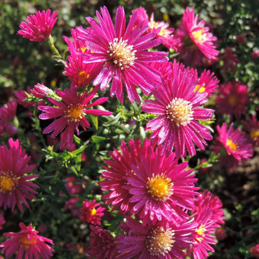 Plantes Vivaces ASTER nb 'Crimson Brocade' - Aster d'automne en vente - Aster de Nouvelle Belgique en vente - Pépinière Lepage .