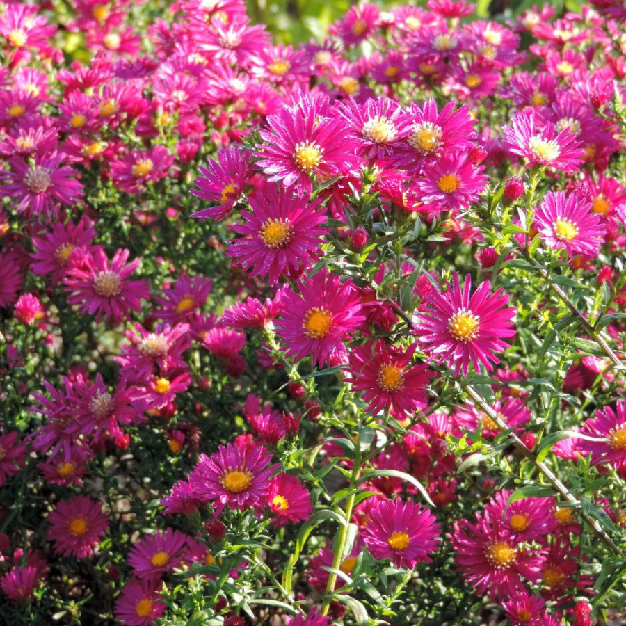 Plantes Vivaces ASTER nb 'Crimson Brocade' - Aster d'automne en vente - Aster de Nouvelle Belgique en vente - Pépinière Lepage .