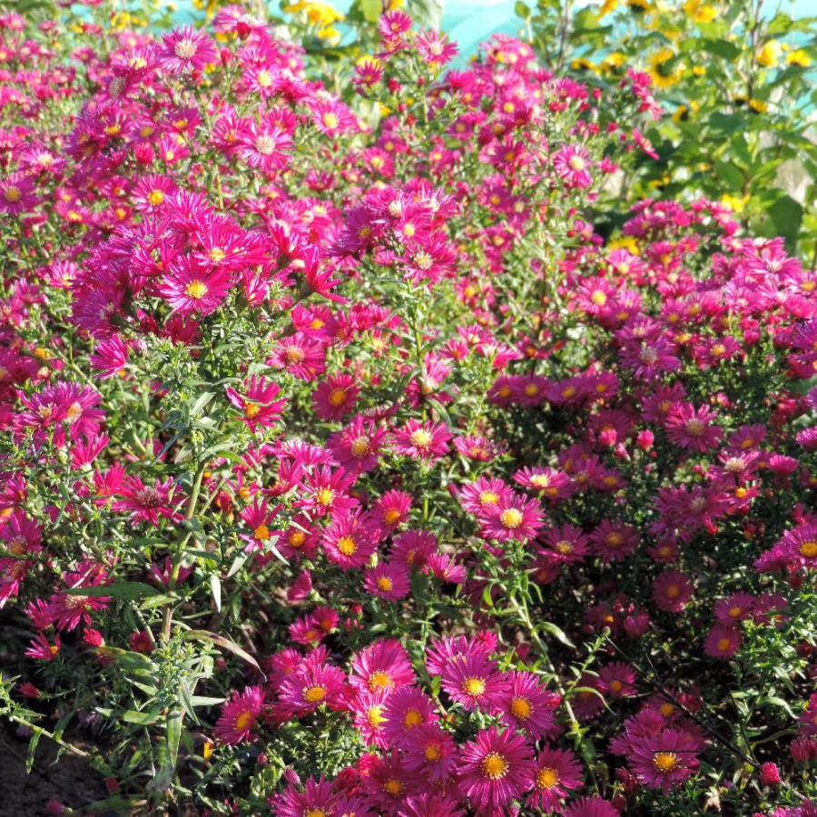 Plantes Vivaces ASTER nb 'Crimson Brocade' - Aster d'automne en vente - Aster de Nouvelle Belgique en vente - Pépinière Lepage .