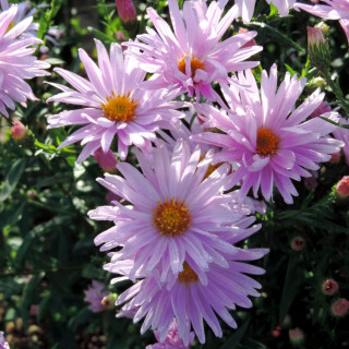 plantes-vivaces-aster-nb-fellowship-aster-d-automne-en-vente-aster-de-nouvelle-belgique-en-vente-pepiniere-lepage-