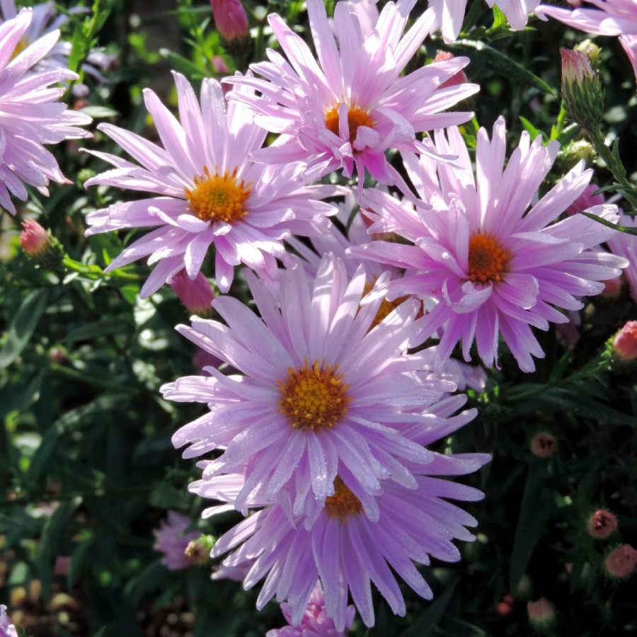 plantes-vivaces-aster-nb-fellowship-aster-d-automne-en-vente-aster-de-nouvelle-belgique-en-vente-pepiniere-lepage-