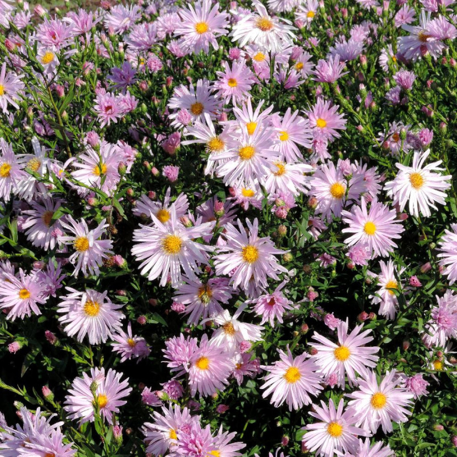 plantes-vivaces-aster-nb-fellowship-aster-d-automne-en-vente-aster-de-nouvelle-belgique-en-vente-pepiniere-lepage-