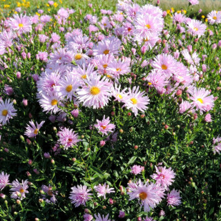 plantes-vivaces-aster-nb-fellowship-aster-d-automne-en-vente-aster-de-nouvelle-belgique-en-vente-pepiniere-lepage-