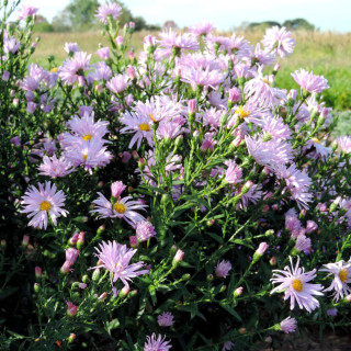 plantes-vivaces-aster-nb-fellowship-aster-d-automne-en-vente-aster-de-nouvelle-belgique-en-vente-pepiniere-lepage-