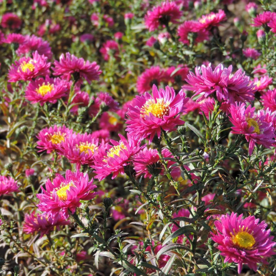 Plantes Vivaces ASTER nb 'Helen Ballard' - Aster d'automne en vente - Aster de Nouvelle Belgique en vente - Pépinière Lepage .