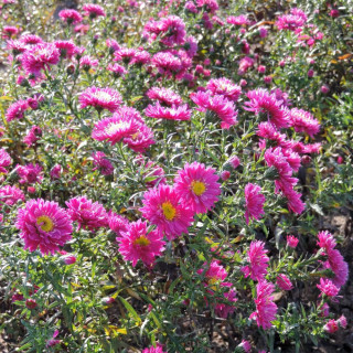 Plantes Vivaces ASTER nb 'Helen Ballard' - Aster d'automne en vente - Aster de Nouvelle Belgique en vente - Pépinière Lepage .