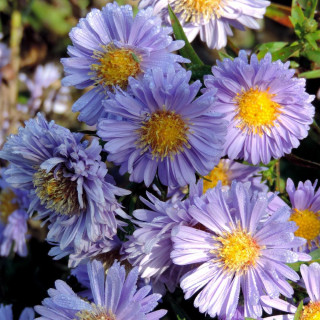 plantes-vivaces-aster-nb-marie-ballard-aster-d-automne-en-vente-aster-de-nouvelle-belgique-en-vente-pepiniere-lepage-